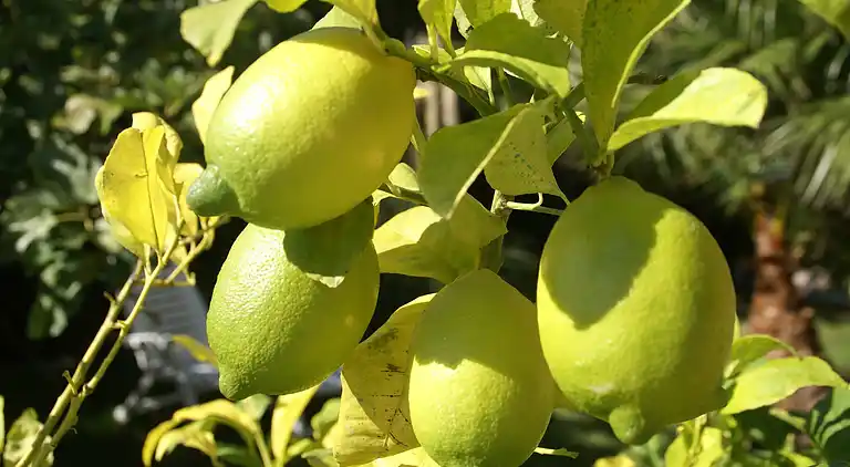 Ferielejlighed i Ceyreste