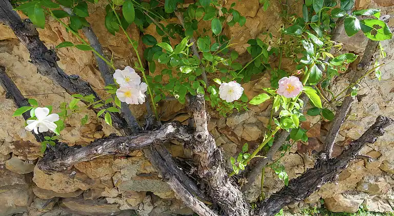 Herregård i Sydfrankrig