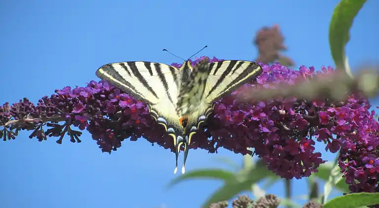 Vakantiehuis in Brouchaud