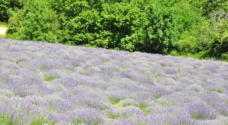 Villa in Saint-Geniès-de-Malgoirès