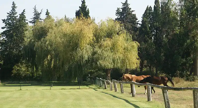 Villa in Saint-Laurent-d'Aigouze