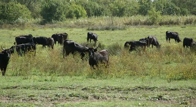 Villa in Saint-Laurent-d'Aigouze