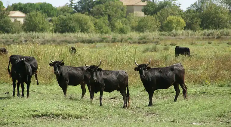 Villa in Saint-Laurent-d'Aigouze