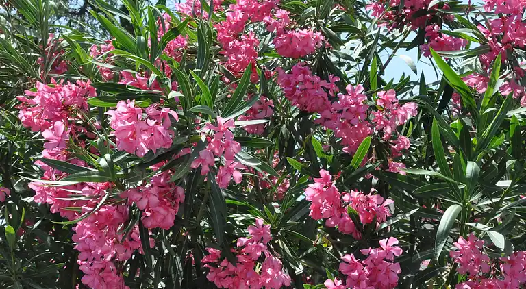 Villa in Lias-d'Armagnac