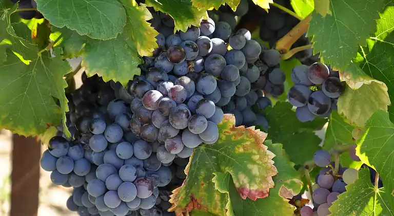 Villa in Lias-d'Armagnac