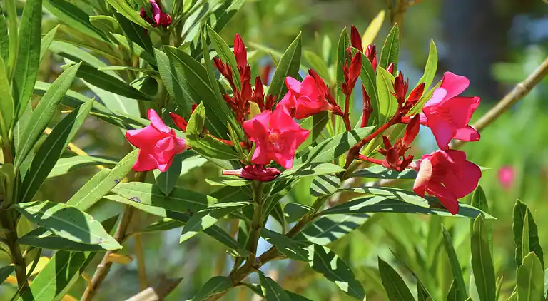 Villa i Cazouls-lès-Béziers