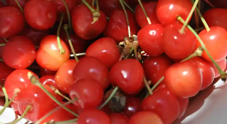 Holiday home in Montrichard