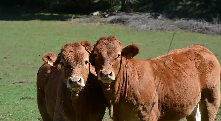 Sommerhus i Saint-Céré
