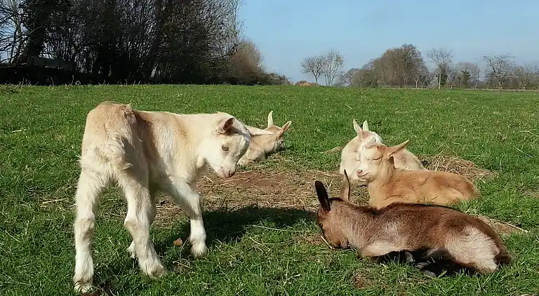 Holiday home in Gorges