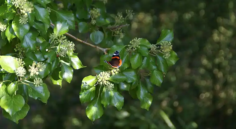 Casa de vacaciones en Le Ham