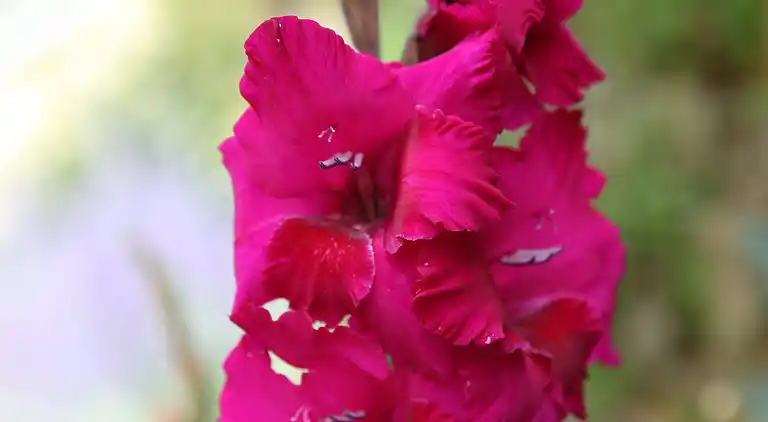 Sommerhus i Saint-Sauveur-Lendelin