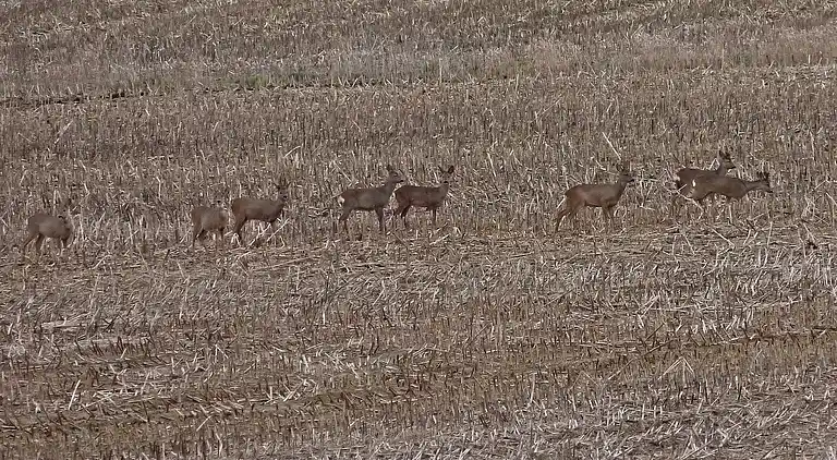 Cottage in Montier-en-Der