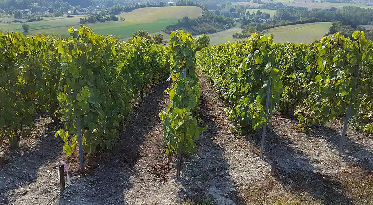 Cottage in Montier-en-Der