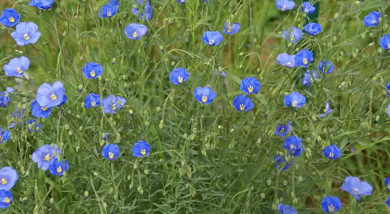 Maison de vacances en Marre