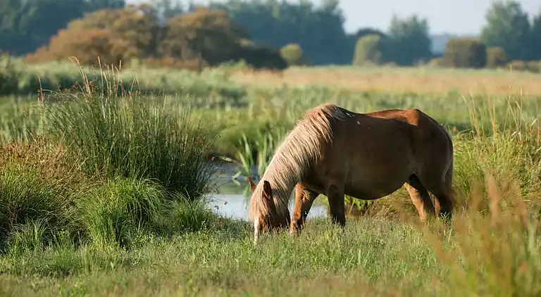 Casa de vacaciones en Pénestin