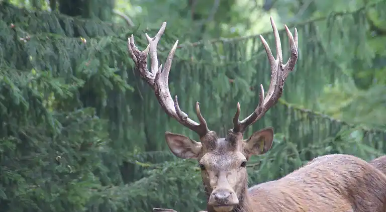 Sommerhus i Rohrbach-lès-Bitche
