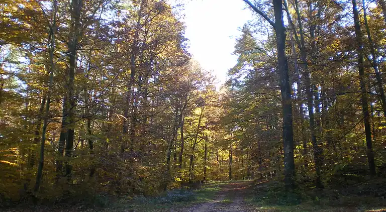Sommerhus i Rohrbach-lès-Bitche