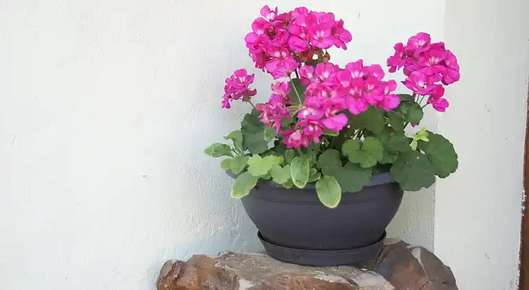 Sommerhus i Rohrbach-lès-Bitche