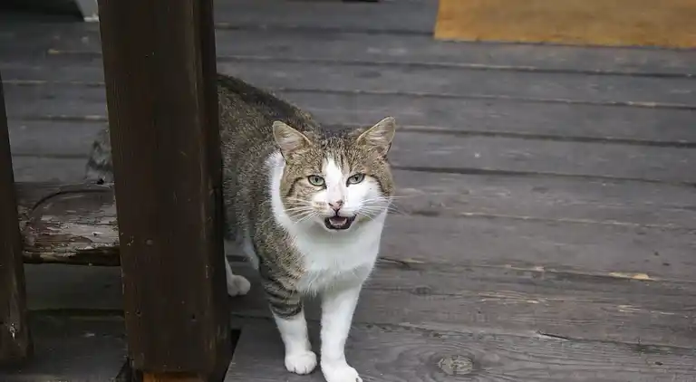 Holiday home in Dabo