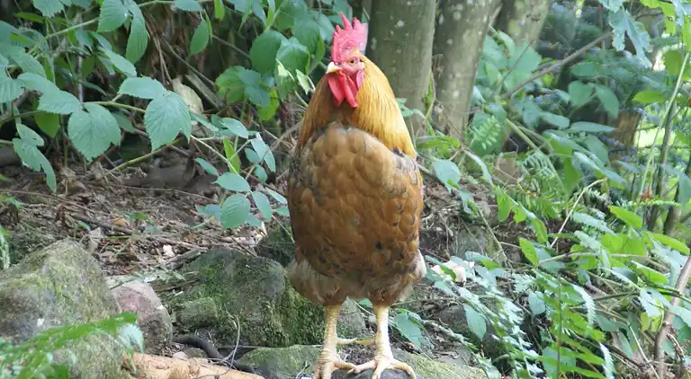 Holiday home in Dabo