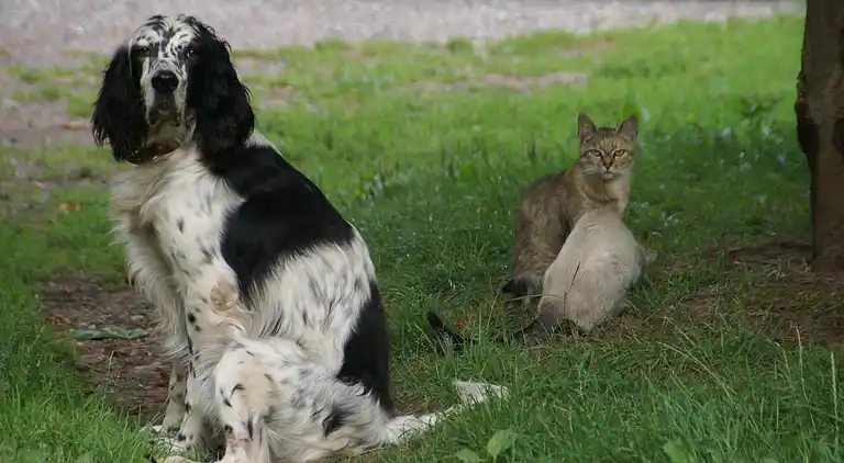 Holiday home in Dabo