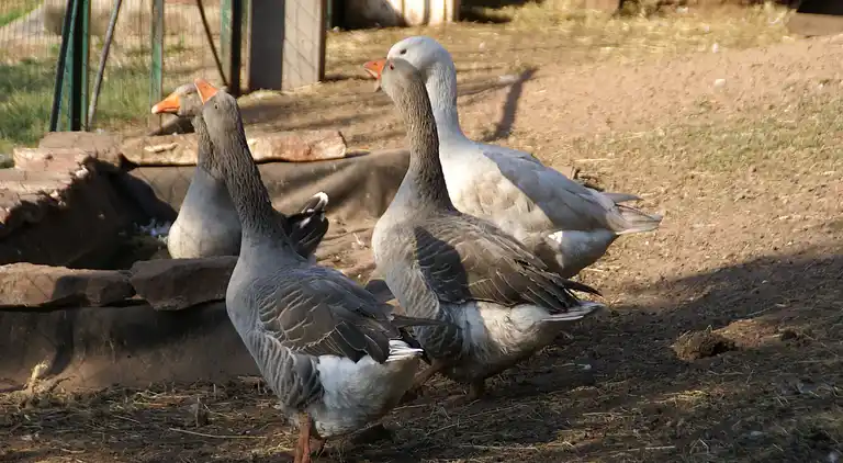 Casa de vacaciones en Haselbourg