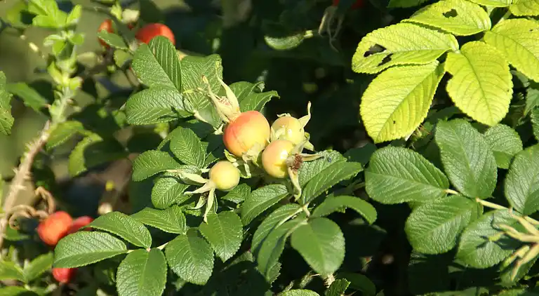 Holiday home in Hommert