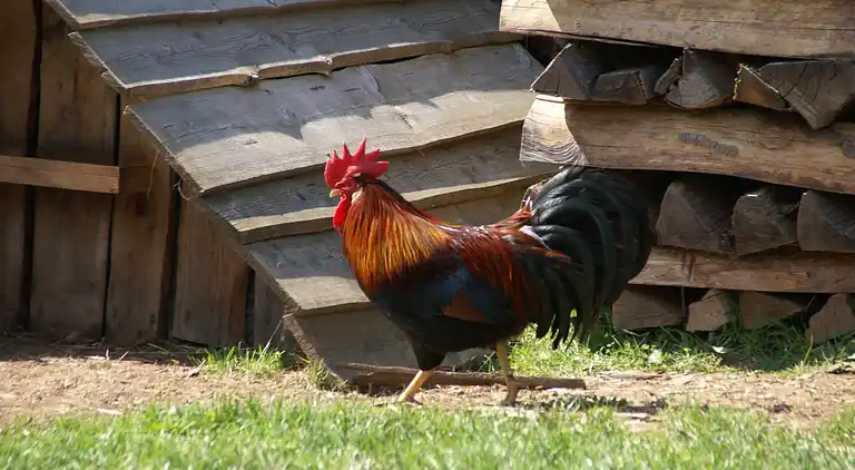 Holiday home in Hommert
