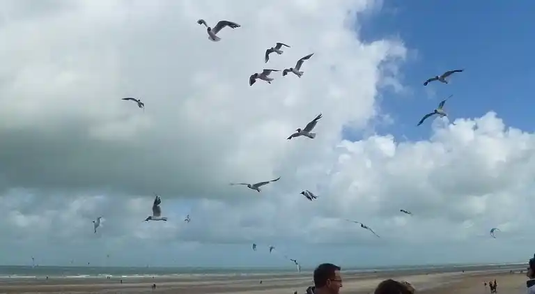 Apartment in Wissant