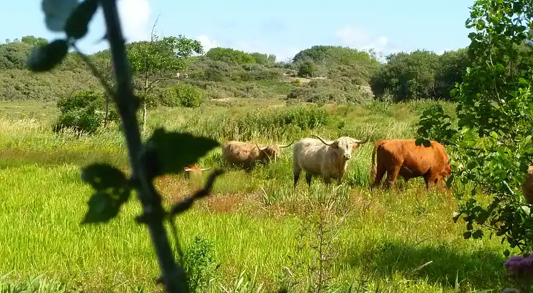 Farm house in Marquise