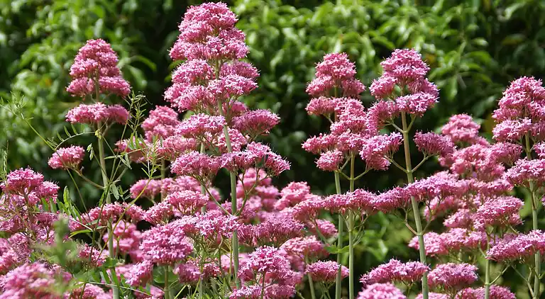 Ferielejlighed i Saint-Nectaire