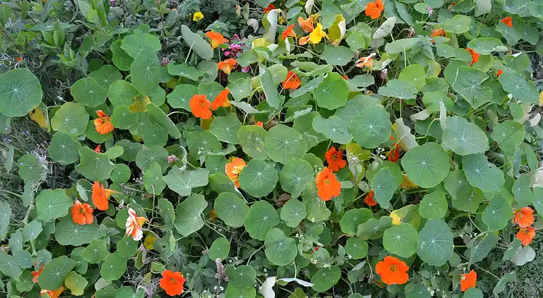 Holiday home in Raddon-et-Chapendu