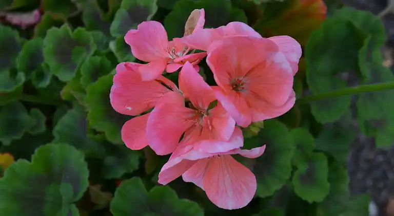 Holiday home in Raddon-et-Chapendu