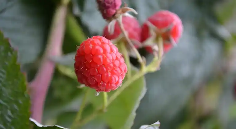 Holiday home in Raddon-et-Chapendu