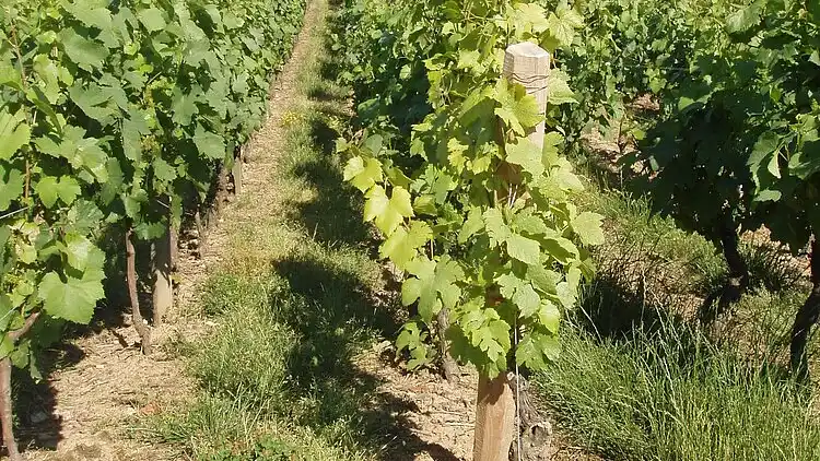 Manor house in La Chapelle-de-Guinchay