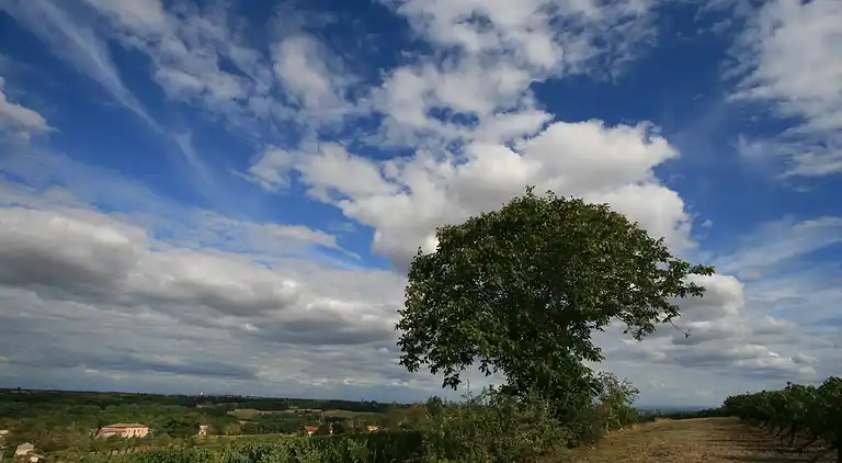 Cottage in Marssac-sur-Tarn