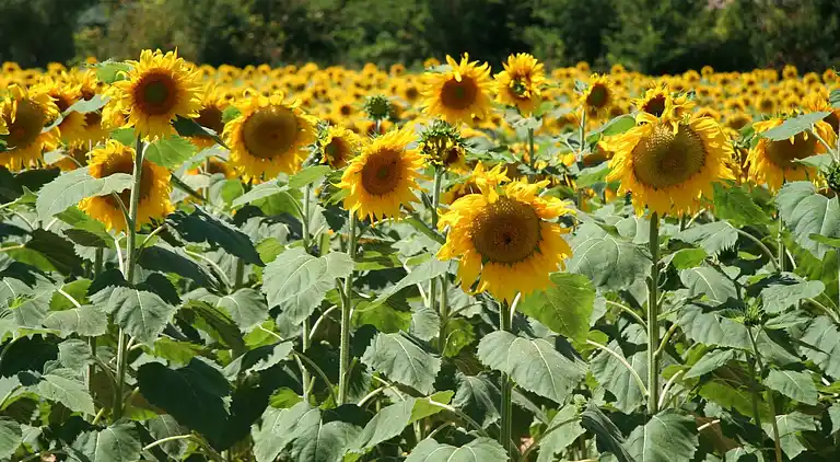 Cottage in Marssac-sur-Tarn