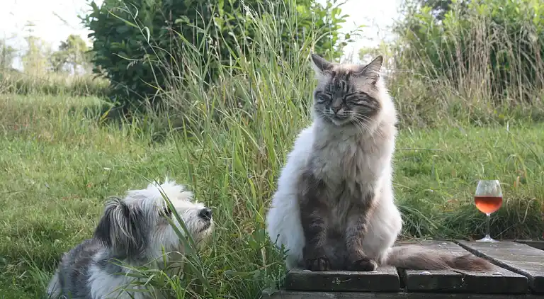 Hytte i Marssac-sur-Tarn