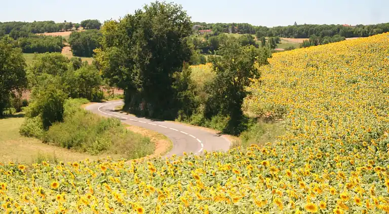 Cottage in Marssac-sur-Tarn