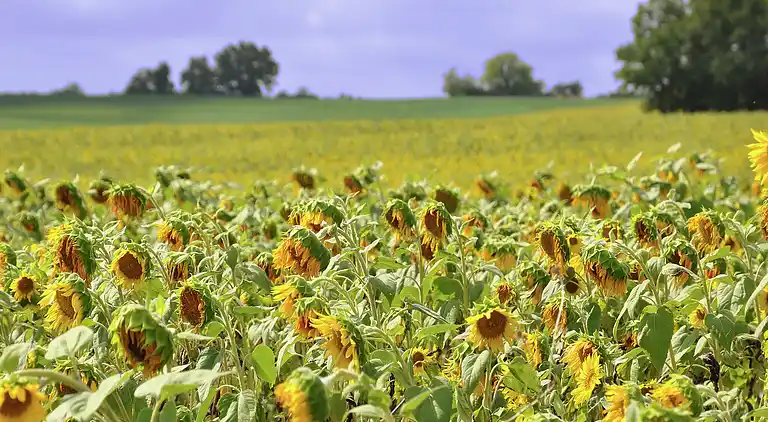 Manor house in Verdun-sur-Garonne
