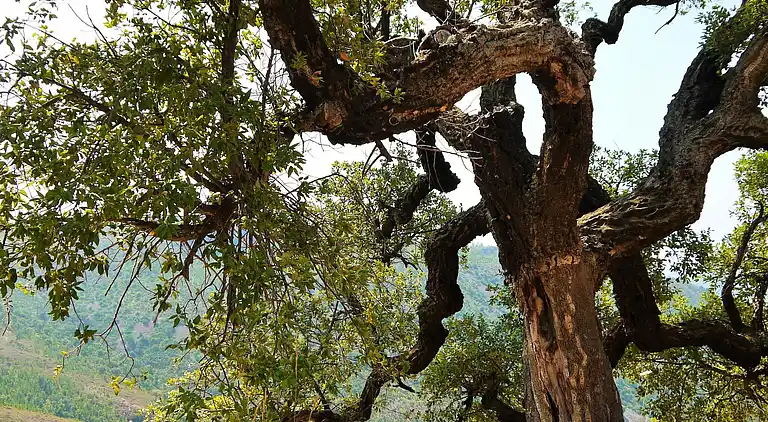 Sommerhus i Le Plan-de-la-Tour