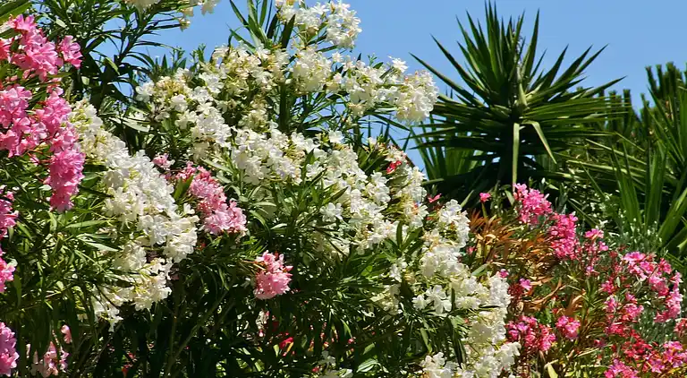 Feriebolig i Le Plan-de-la-Tour