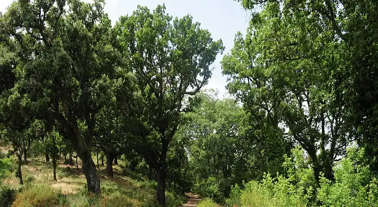 Villa i La Londe-les-Maures