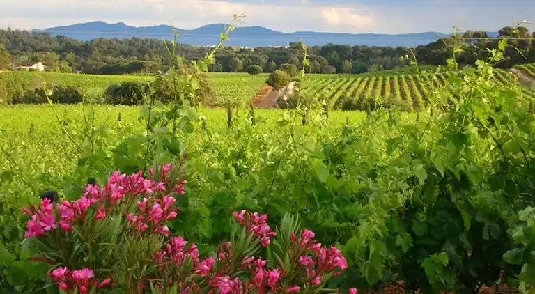 Holiday home in Roquebrune-sur-Argens