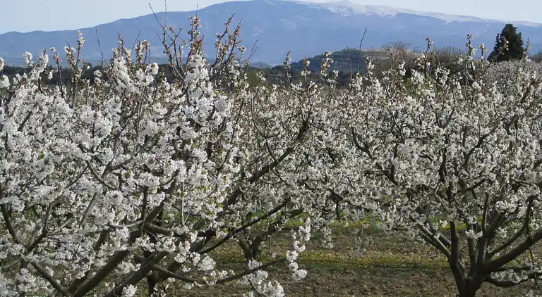 Farm house in Carpentras