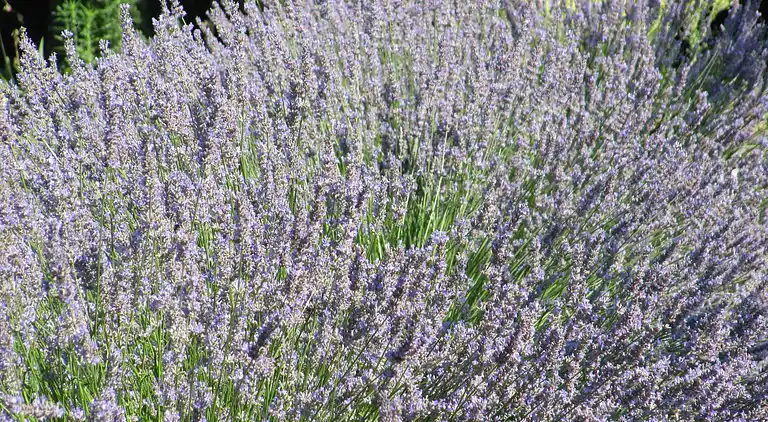 Farm house in Carpentras