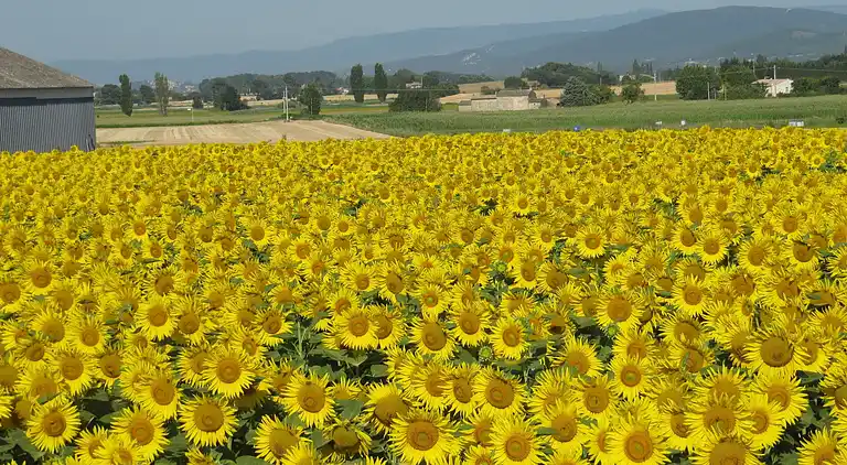 Farm house in Carpentras