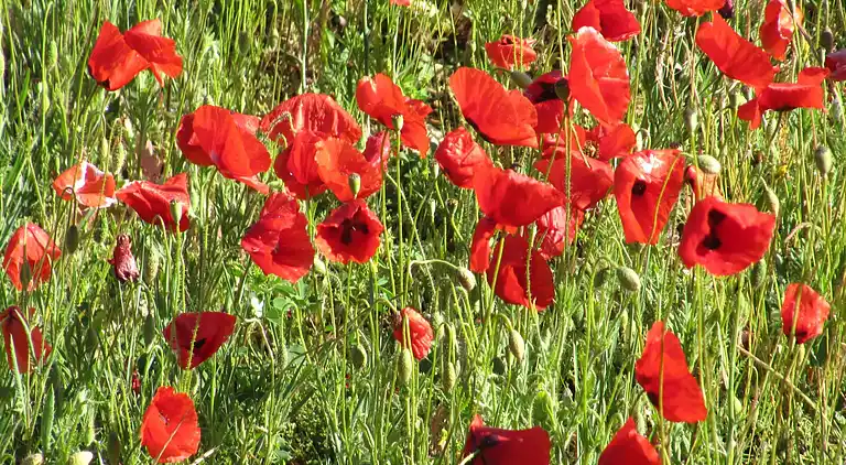 Farm house in Carpentras