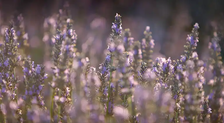 Herregård i Grillon