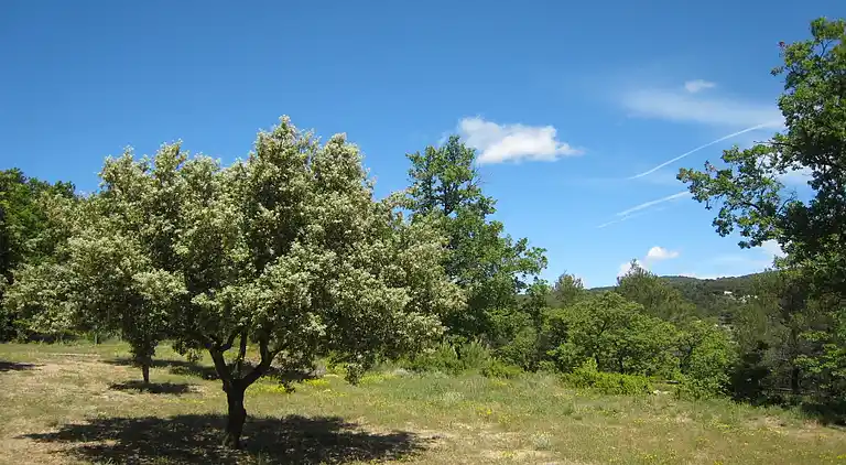 Villa i L'Isle-sur-la-Sorgue